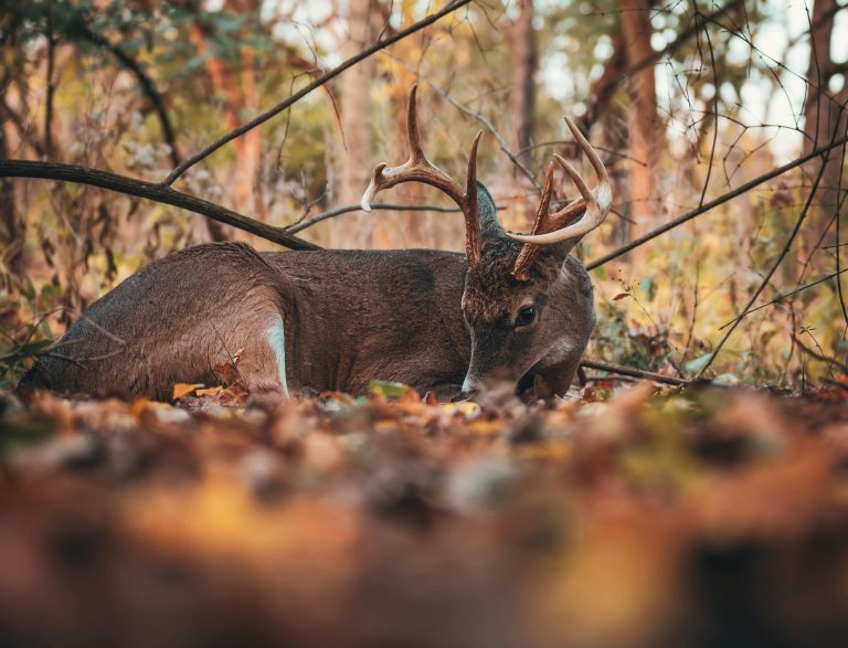 pexels-chris-f-38966-14357271