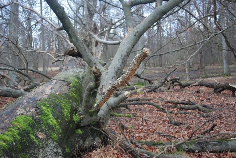 amzschmidt-trees-261673